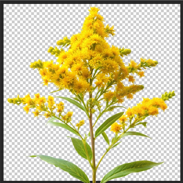 bee collects nectar sitting on yellow goldenrod flower close up