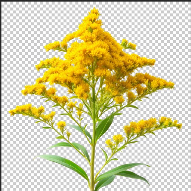 bee collects nectar sitting on yellow goldenrod flower close up