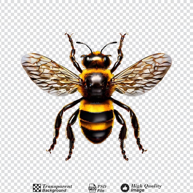 bee isolated on transparent background