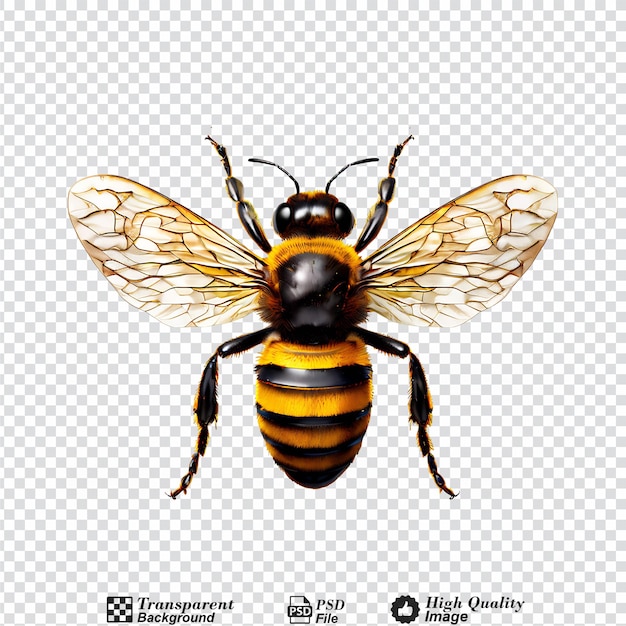 bee isolated on transparent background