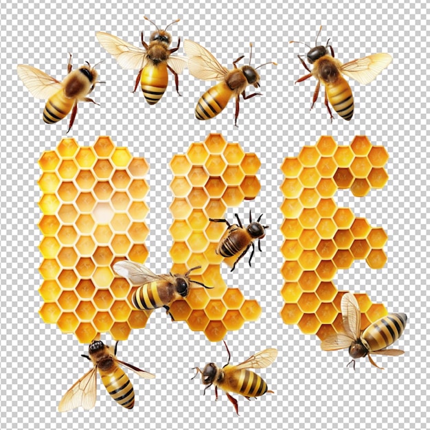 PSD bee text with honeycomb are isolated on transparent background