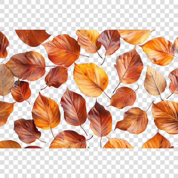 PSD beech leaves fall autumn illustrationon transparent background