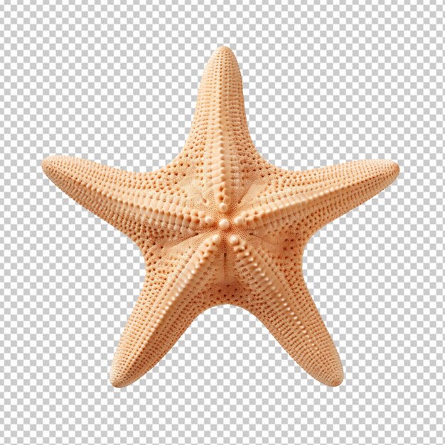 Beige starfish isolated on transparent background