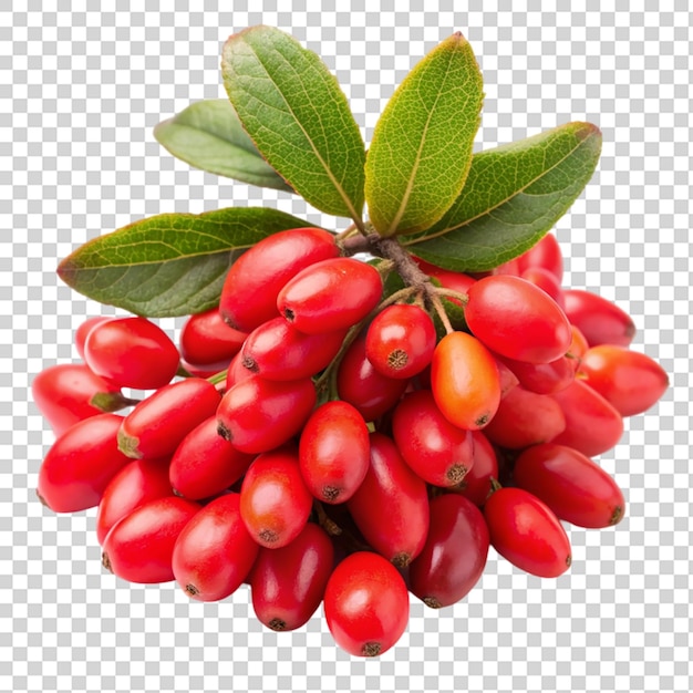 PSD berberis berries isolated on transparent background