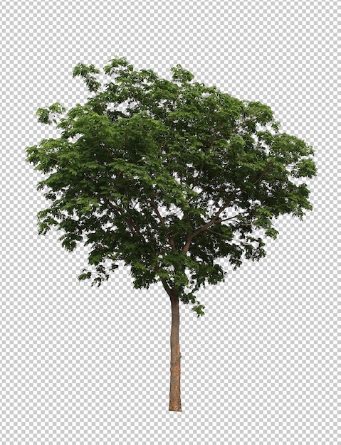 Best collection of dicut tree