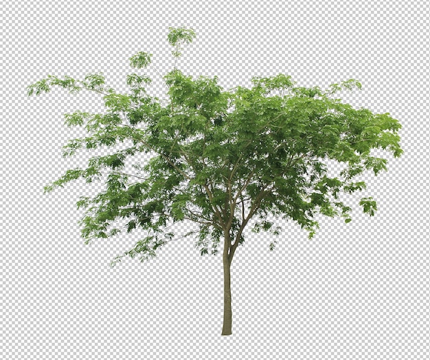 Best collection of dicut tree