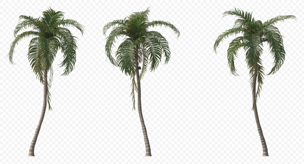 Betel palm, betel nuts, areca nut , areca palm,areca nut palm isolated, palm tree