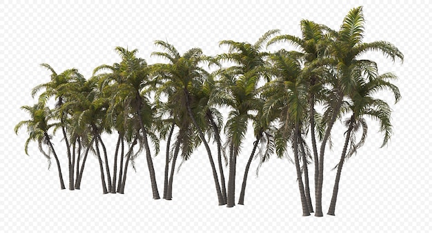 Betel palm, betel nuts, areca nut , areca palm,areca nut palm isolated, palm tree