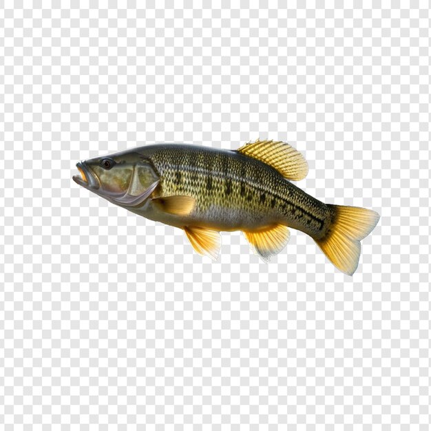 big bass fish isolated on transparent background