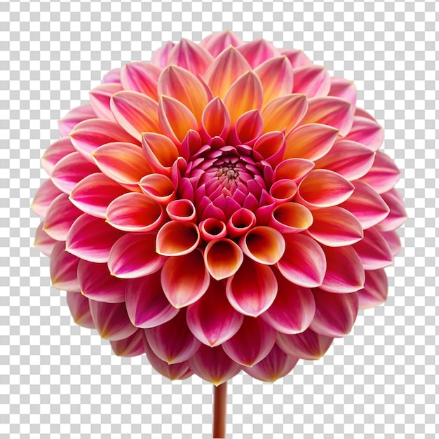 A big pink flower with yellow and orange petals on transparent background