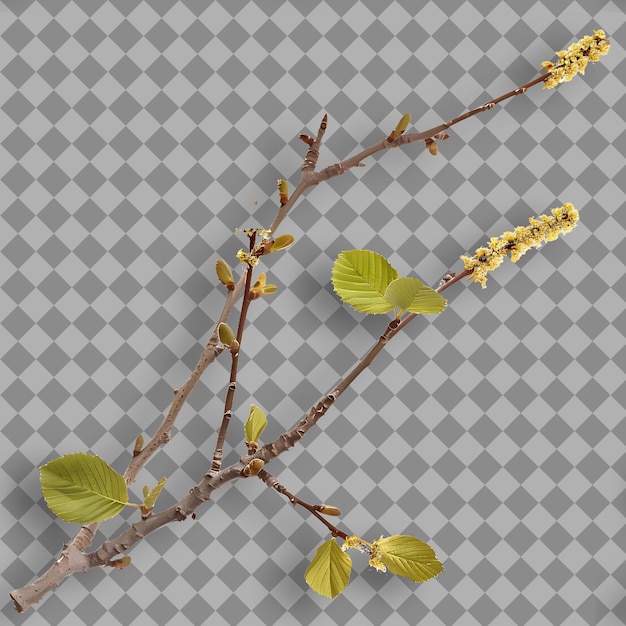 PSD birch branch tall and slender with papery bark small leaves isolated branch on clean background