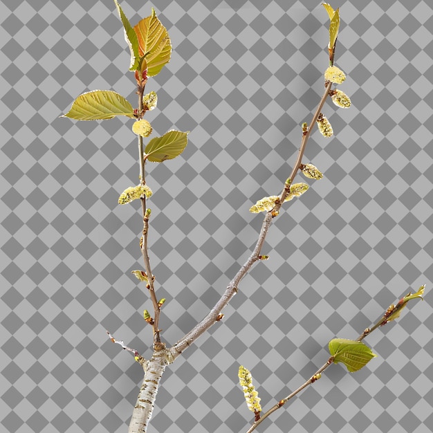 PSD birch branch tall and slender with papery bark small leaves isolated branch on clean background