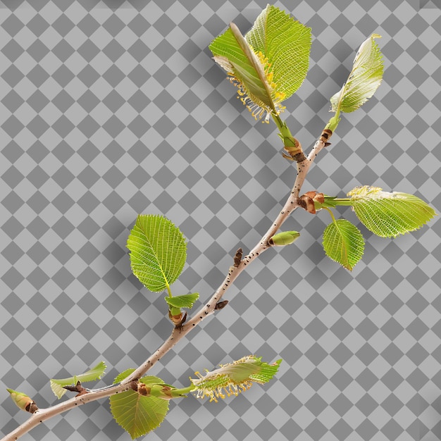 PSD birch branch tall and slender with papery bark small leaves isolated branch on clean background