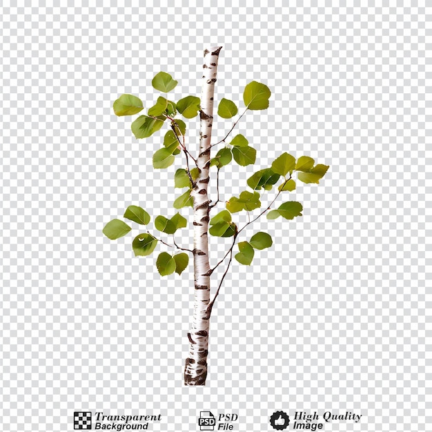 PSD birch tree 2 betula pendula isolated on transparent background