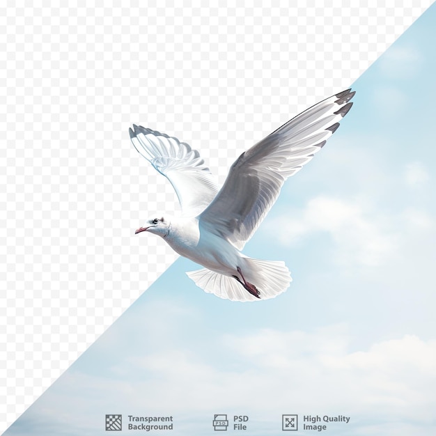 a bird flying in the sky with a picture of a flying dove.