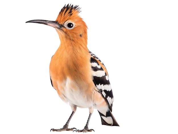 a bird standing on a white background