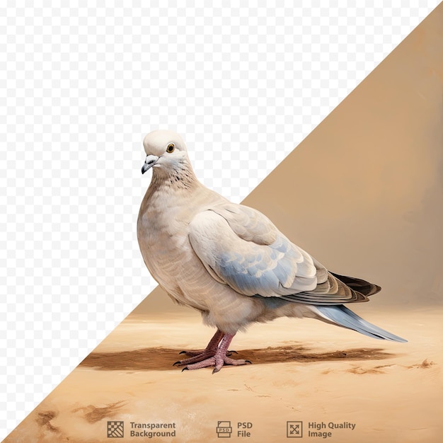 a bird with a blue beak stands in the desert.