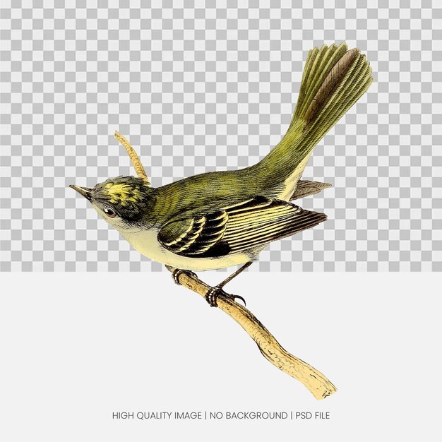 A bird with a long tail is flying over a wooden stick