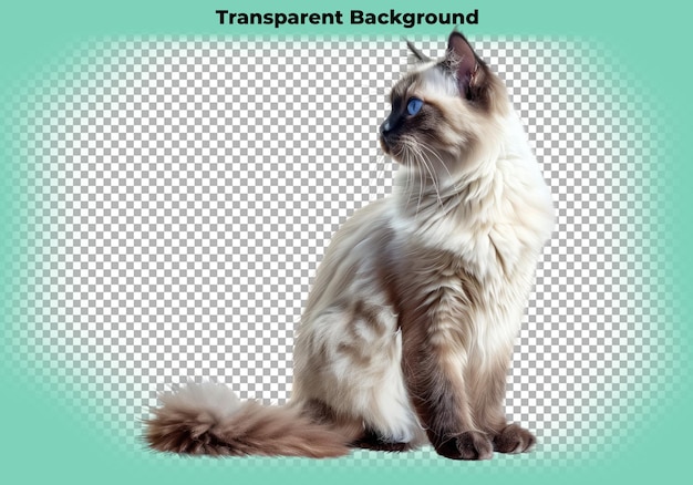 Birman cat sticker isolated on transparent background