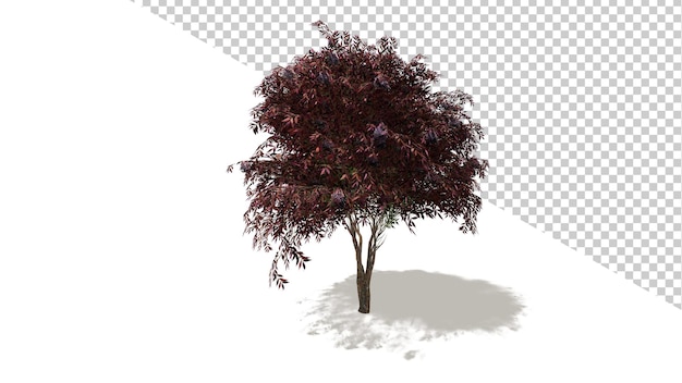 Black Elder Red Berries with isolated tree 3d render