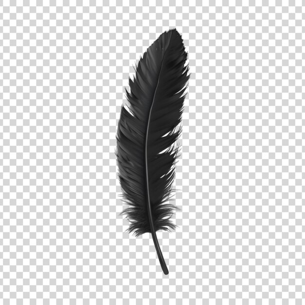 A black feather on a white background