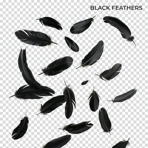 PSD black feathers levitate isolated on transparent background psd