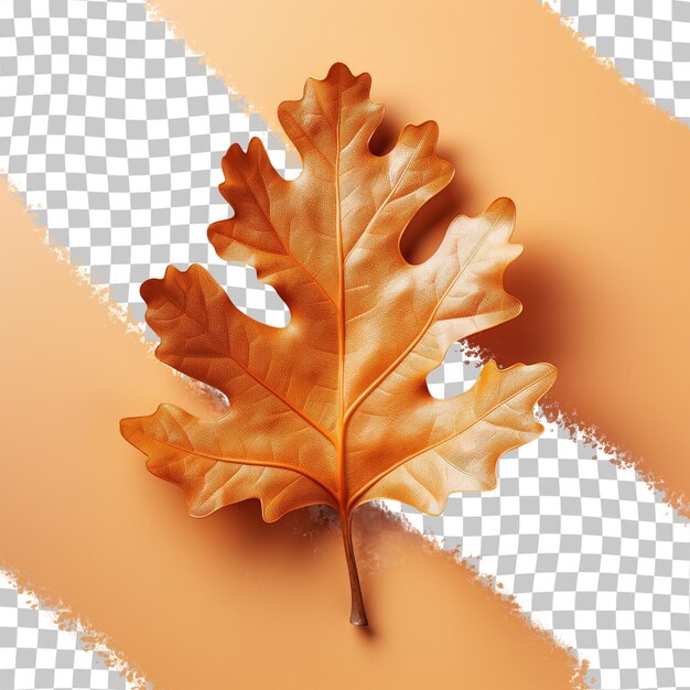 Black isolated oak leaf in autumn transparent background