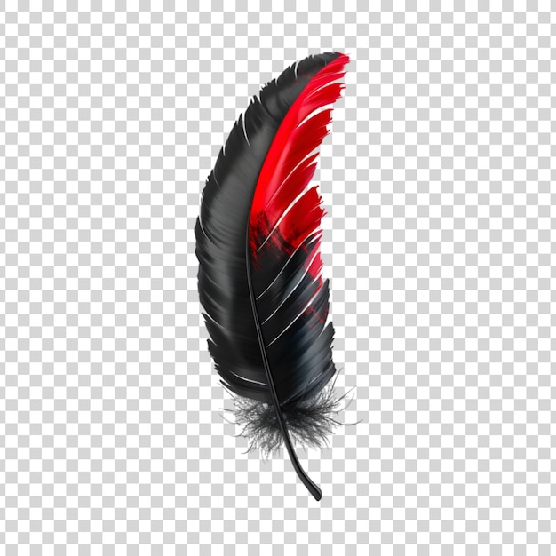 Black and red feather on white