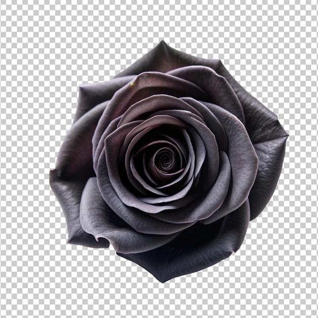 Black Rose