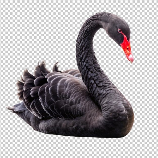 black swan