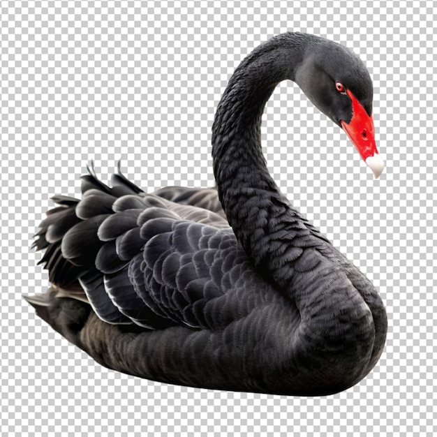 black swan