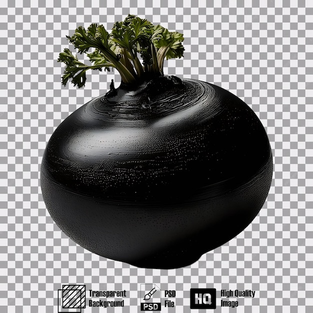 Black Turnip on transparent background 3