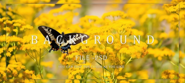 PSD black and yellow butterfly on yellow flowers