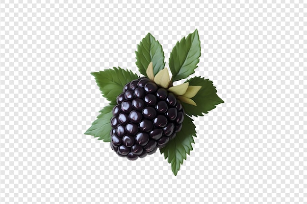 PSD blackberries with green leaves isolated on a transparent background