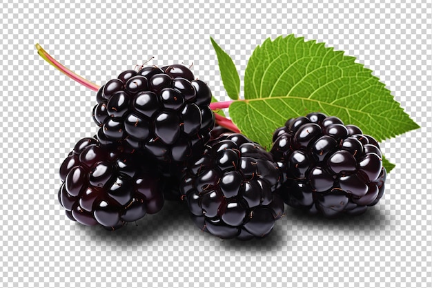 PSD blackberries with leaves cut out on transparent