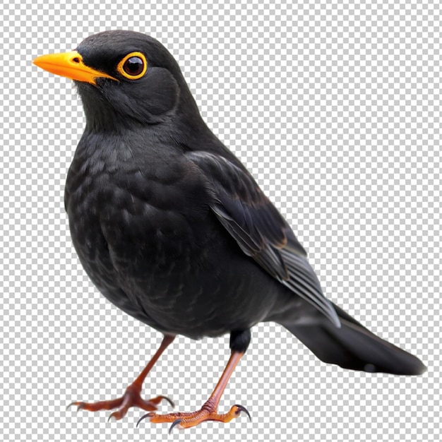 blackbird on transparent background