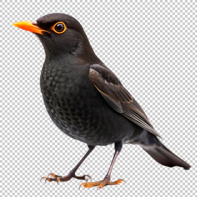 blackbird on transparent background