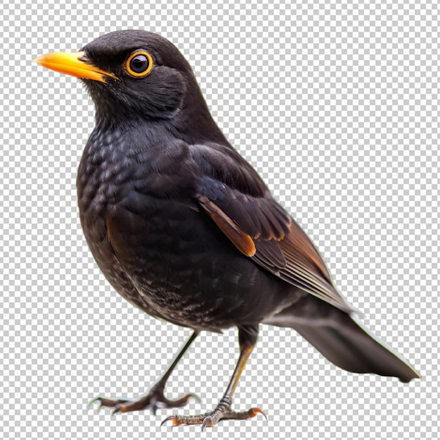 blackbird on transparent background