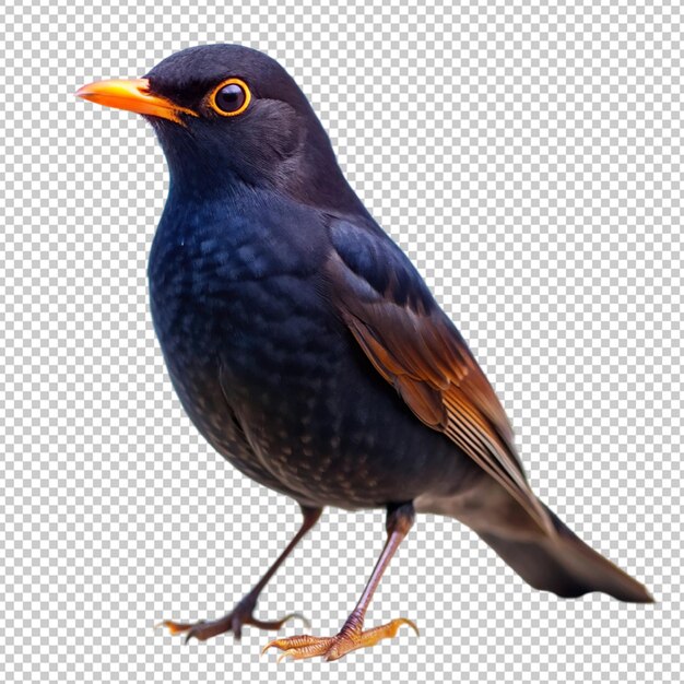 blackbird on transparent background