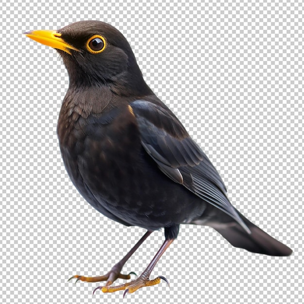 blackbird on transparent background