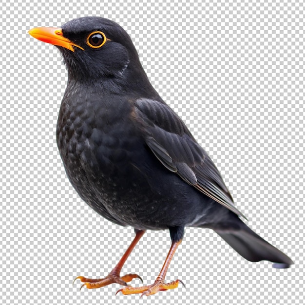 blackbird on transparent background