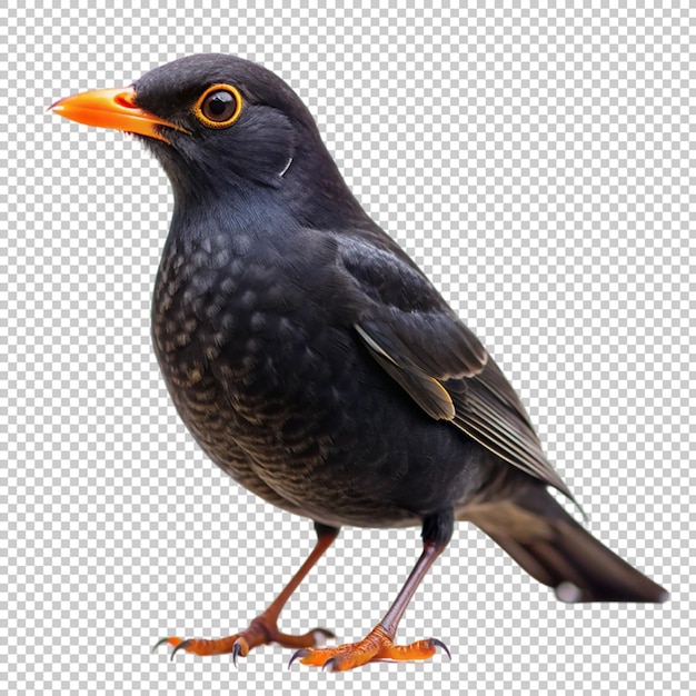 PSD blackbird on transparent background