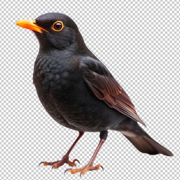 blackbird on transparent background