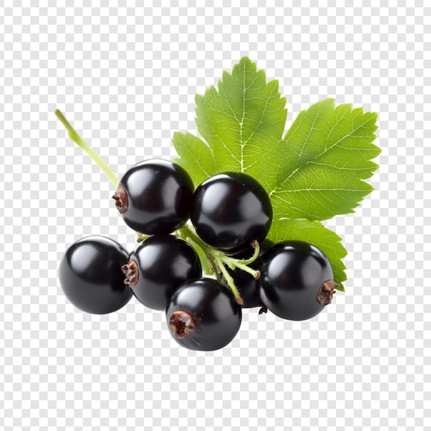 Blackcurrants with green leaves isolated on a transparent background