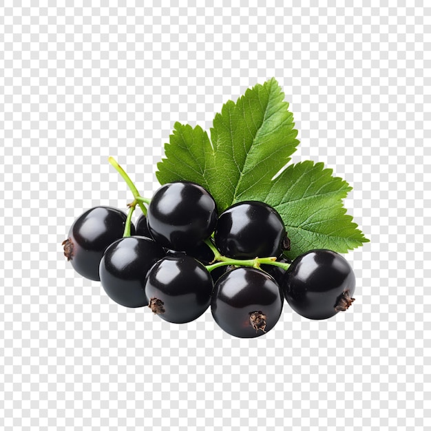 Blackcurrants with green leaves isolated on a transparent background