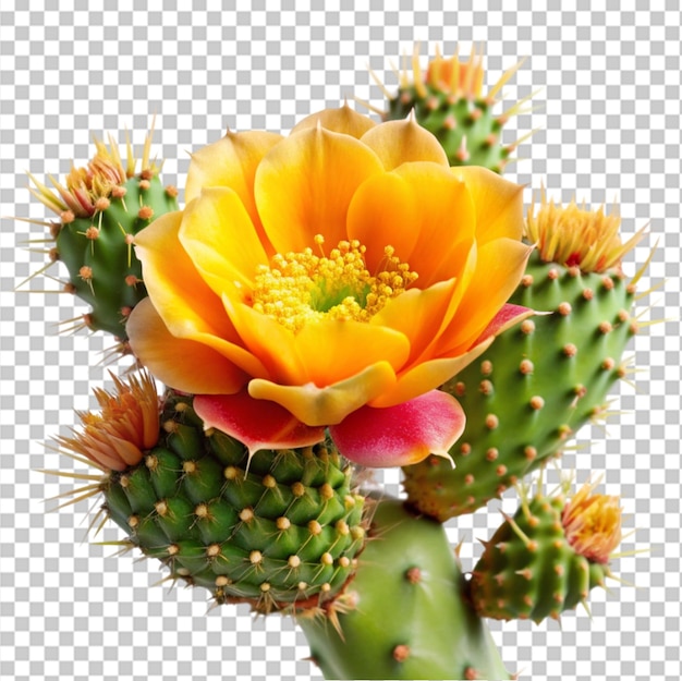 PSD blooming cactus plants isolated on transparent background