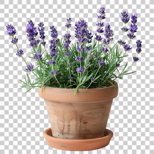 Blooming Lavender in a Terracotta Pot