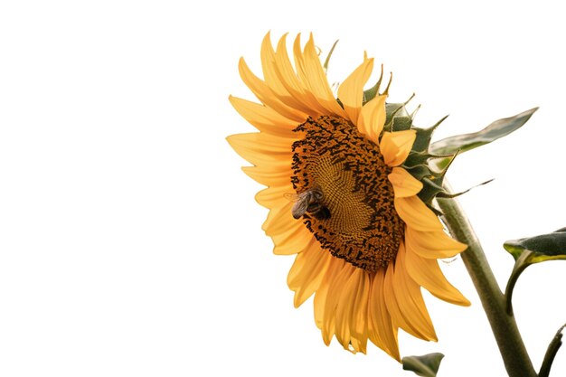 PSD blooming sunflower with bee on white background