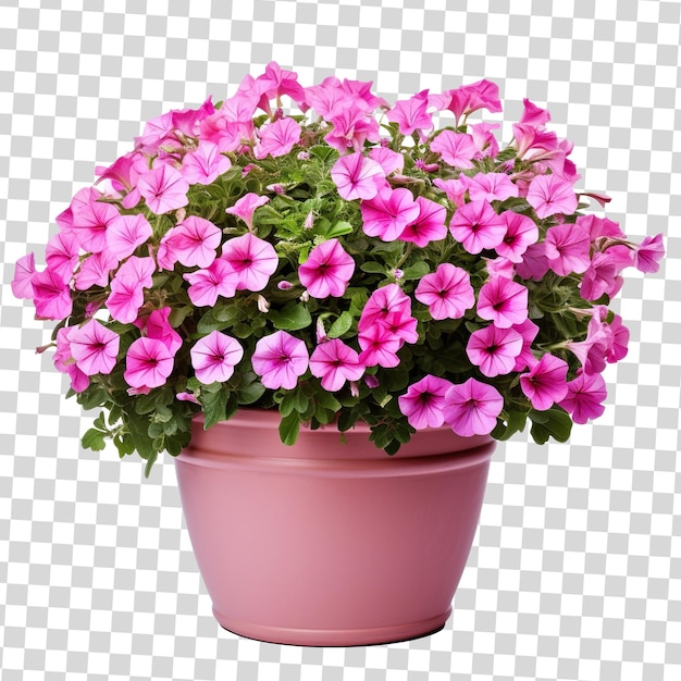 Blossoms in pot isolated on transparent background PSD