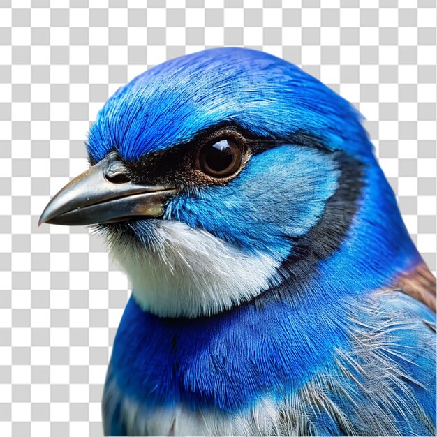 blue australian sparrow portrait isolated on transparent background